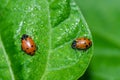 Red lady bug beetles feeding on a leaf Royalty Free Stock Photo