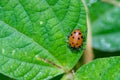Red lady bug beetles feeding on a leaf Royalty Free Stock Photo