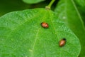 Red lady bug beetles feeding on a leaf Royalty Free Stock Photo