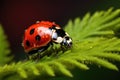 A red lady bug calmly sits on a lush green leaf, enjoying its peaceful surroundings, Ladybug observed on a green fern leaf, Royalty Free Stock Photo