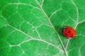 A red lady bug on a green leaf. Royalty Free Stock Photo
