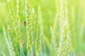 Lady bug on ears of wheat Royalty Free Stock Photo