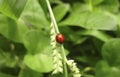 Red Lady Bug. Ladybug also known as Coccinella septempunctata