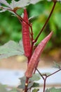 Red Lady Finger Plants Royalty Free Stock Photo