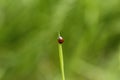 Red ladybag on a green leaf. Royalty Free Stock Photo