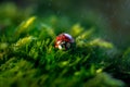 Red ladybag on green leaf Royalty Free Stock Photo