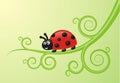 Red ladybird