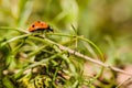 Red ladybird with black dots climbing on green stalk Royalty Free Stock Photo