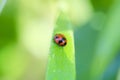 Red ladybird on blade of grass covered in dew drops Royalty Free Stock Photo