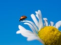 Red ladybird on chamomile petal before fly