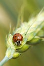 Red ladybird