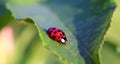 Red ladybird Royalty Free Stock Photo