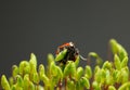 Red ladybird on moss capsules