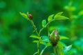 A red ladybird preys on a flock of aphids that have multiplied on the bud of an unopened rose. Symbols of useful and Royalty Free Stock Photo