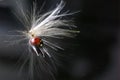 Red ladybird sitting on a big dandilion`s seed Royalty Free Stock Photo