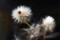 Ladybird sitting on big dandilion`s seed head Royalty Free Stock Photo