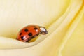 Red ladybird sitting on petal of yellow rose Royalty Free Stock Photo