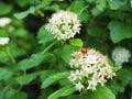 Red ladybird on white flowers Royalty Free Stock Photo