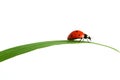 Red ladybug Royalty Free Stock Photo