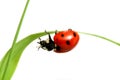 Red ladybug Royalty Free Stock Photo