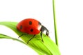 Red ladybug Royalty Free Stock Photo