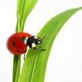 Red ladybug Royalty Free Stock Photo