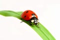 Red ladybug Royalty Free Stock Photo