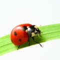 Red ladybug Royalty Free Stock Photo