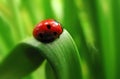 Red ladybug Royalty Free Stock Photo