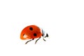 Red ladybug. Royalty Free Stock Photo