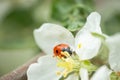 Red ladybug on apple tree flower macro close-up Royalty Free Stock Photo