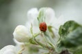 Red ladybug on apple tree flower macro close-up Royalty Free Stock Photo