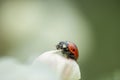 Red ladybug on apple tree flower macro close-up Royalty Free Stock Photo