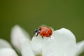 Red ladybug on apple tree flower macro close-up Royalty Free Stock Photo