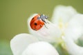 Red ladybug on apple tree flower macro close-up Royalty Free Stock Photo