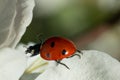 Red ladybug on apple tree flower macro close-up Royalty Free Stock Photo