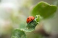 Red ladybug on apple tree leaf macro close-up Royalty Free Stock Photo