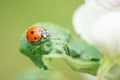 Red ladybug on apple tree leaf macro close-up Royalty Free Stock Photo