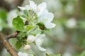 Red ladybug on apple tree leaf macro close-up Royalty Free Stock Photo