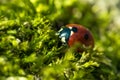 Red ladybug on the background of green moss in the spring forest Royalty Free Stock Photo