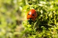 Red ladybug on the background of green moss in the spring forest Royalty Free Stock Photo