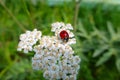 Ladybug on white flower Royalty Free Stock Photo