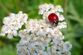 Ladybug on white flower Royalty Free Stock Photo