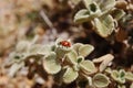 Red ladybug with black dots sitting on green grass. The ladybugs going to fly Royalty Free Stock Photo