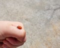 Red ladybug with black spots on a child& x27;s hand Royalty Free Stock Photo