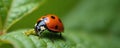 Red ladybug with black spots eats green aphid eggs on a leaf. Macro view shows natural pest control in garden. Tiny insect Royalty Free Stock Photo