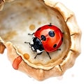 Red ladybug with black spots resting inside a textured shell like structure on a white background Royalty Free Stock Photo