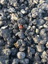 Red ladybug bug on gray blacktop gravel