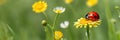 Red ladybug on camomile flower, ladybird creeps on stem of plant in spring