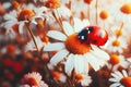 Red ladybug on camomile flower, ladybird creeps on stem of plant in spring Royalty Free Stock Photo